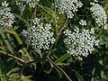 Spotted Water Hemlock (Cicuta maculata) Genus: Cicuta