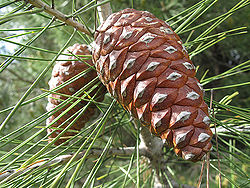 Pinus halepensis.jpg
