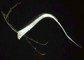 King of Herrings (Juvenile) (Regalecus glesne)