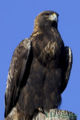 Solitary Eagle (H. solitarius) Genus:Harpyhaliaetus