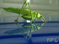 Spotted katydid (Ephippitytha trigintiduoguttata) Family: Tettigoniidae