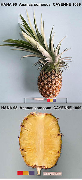 File:AnanasComosusCayenne.jpg