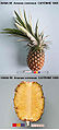 Pineapple (Ananas comosus) Variety: Cayenne