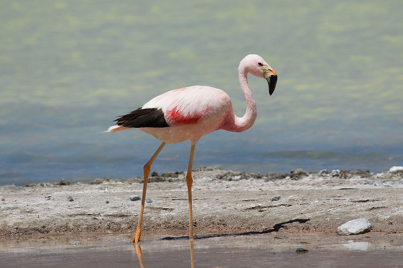 File:Andean Flamingo1.jpg