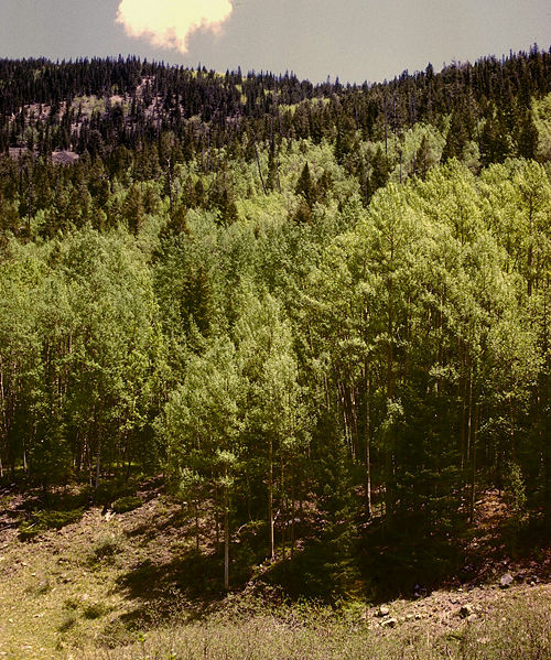 File:Aspens in the Summer.jpg