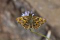 Mallow Skipper (C. alceae) Genus:Carcharodus