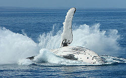 Hervey Bay Whales.jpg