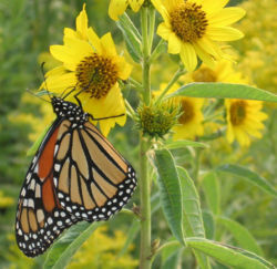 Monarch butterfly on sunflower.jpg