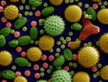 Pollen from a variety of common plants.