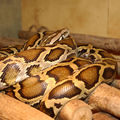 Indian python (Python molurus) Family: Pythonidae