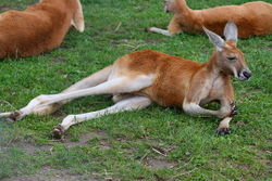 Red kangaroo.jpg