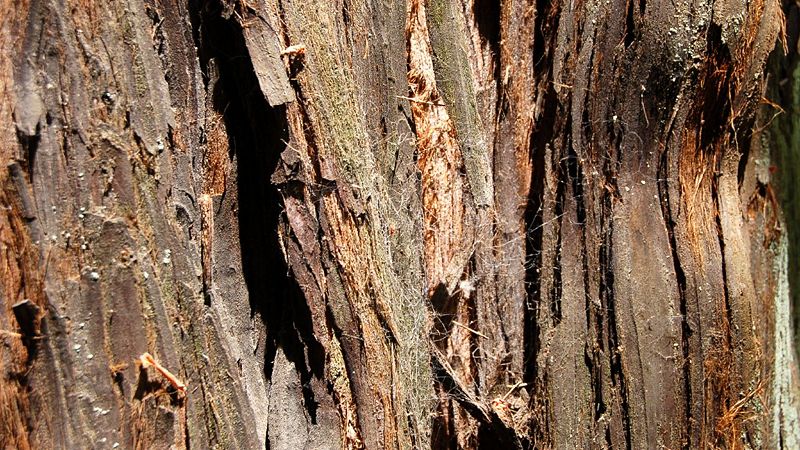 File:Red wood skin.jpg