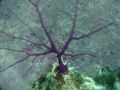 Thumbnail for version as of 01:17, 6 October 2006