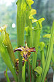 Sweet Pitcher Plant (S. rubra) Genus:Sarracenia