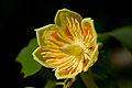 American Tuliptree (Liriodendron Tulipfera L)