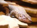 African Plated Lizard climbing over rocks