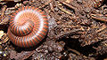 Thumbnail for version as of 09:08, 6 March 2009