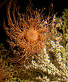 basket star (Gorgonocephalus sp.) Family :Gorgonocephalidae