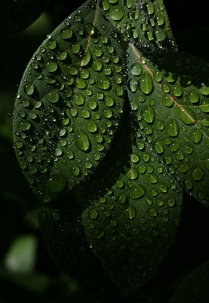 File:Blueberryleaves.jpg