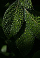 Southern highbush blueberry leaves