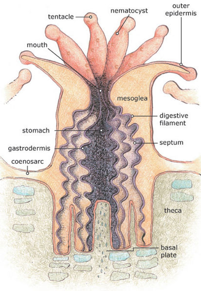 File:Coral polyp.jpg