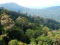 Emergent layer of the Rainforest. (Picture taken in the Taman Negara rainforest)