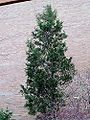 Eastern Red Cedar (Juniperus virginiana L.)