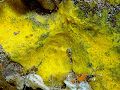 Demosponge (Hexadella pruvoti) Order: Verongida