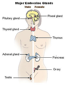Illu endocrine system.JPG