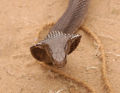 Thumbnail for version as of 18:17, 14 November 2006