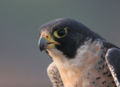 Peregrine Falcon (Falco Peregrinus)
