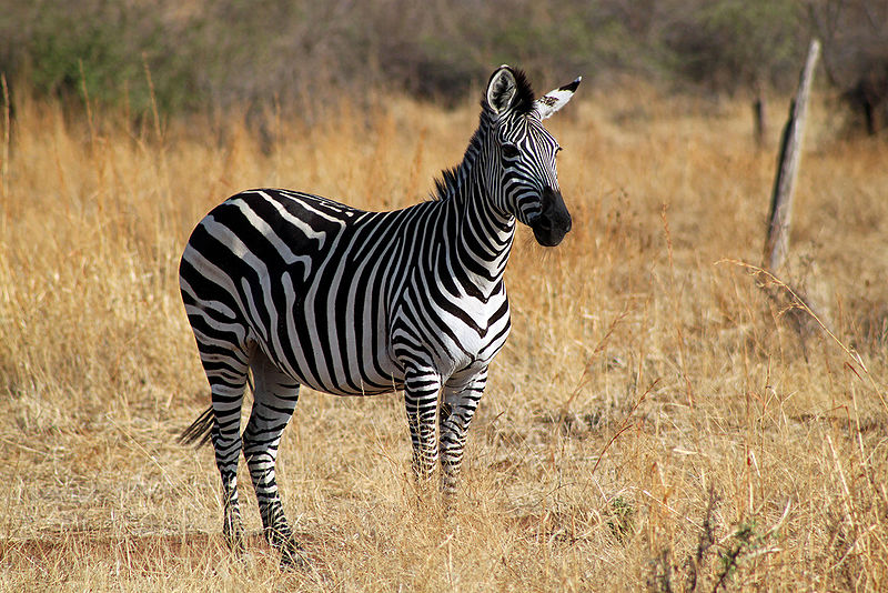 File:Plains Zebra Main Picture.jpg