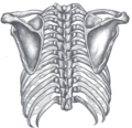 Close up view of scapula
