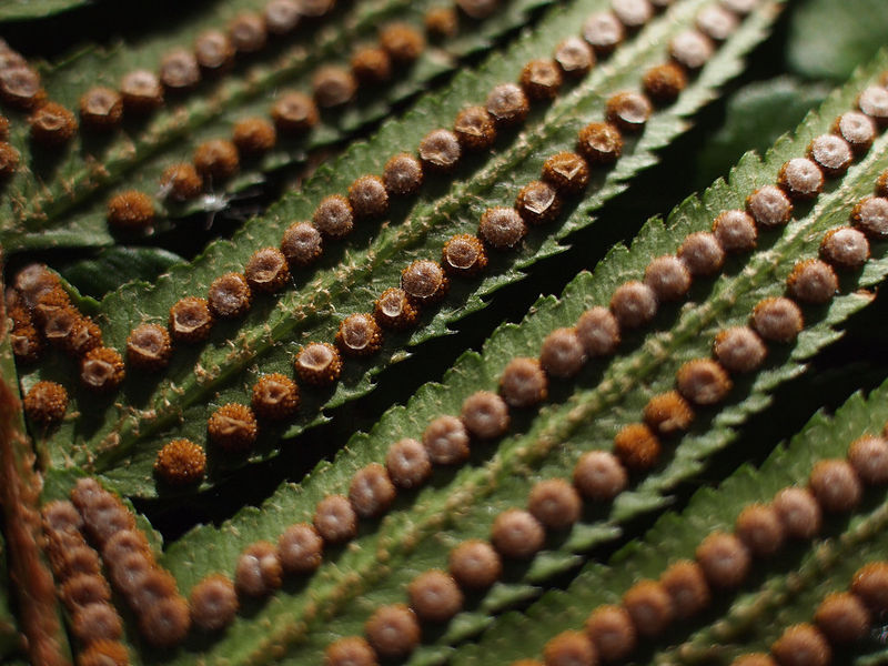 File:WesternSF sporangia.jpg