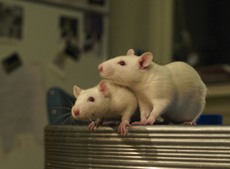 File:White Rats.jpg