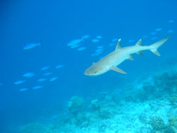 Whitetip-reef-shark.jpg