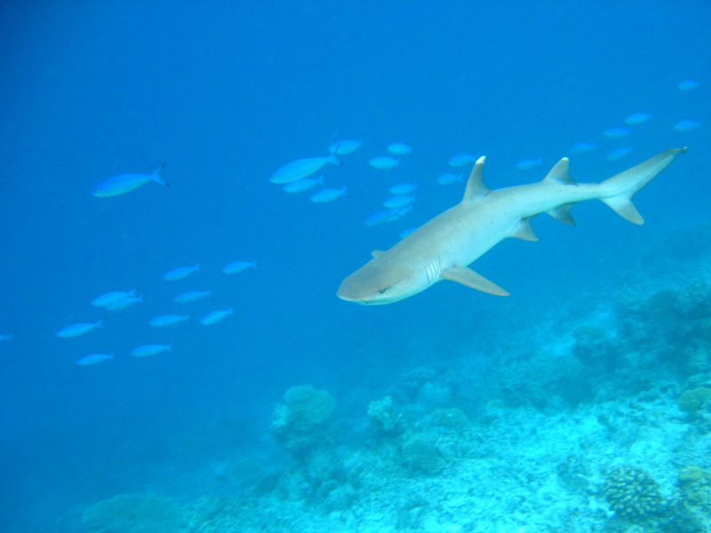 File:Whitetip-reef-shark.jpg