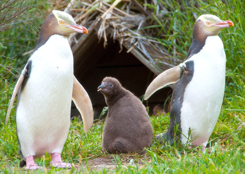 File:Yellow-eyed Penguin Family.jpg