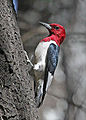 Red-headed Woodpecker (melanerpes erythrocephalus) Genus:Melanerpes