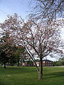 Pink Dogwood (Cornus florida )