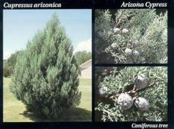 Arizona Cypress.JPG
