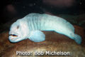 Atlantic Wolffish
