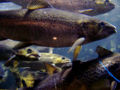 Atlantic Salmon (Salmo salar) Genus: Salmo