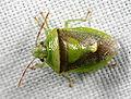 Dimiata (Banasa dimiata) Subfamily: Pentatominae