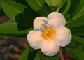 Loblolly Bay (G. lasianthus) Genus:Gordonia