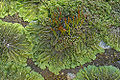Thumbnail for version as of 03:46, 9 April 2009