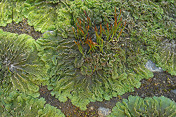 Hornwort land.jpg