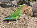 Peach-faced Lovebird (Agapornis roseicollis) Order: Psittaciformes