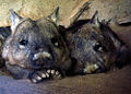 Thumbnail for version as of 04:02, 30 November 2008