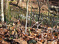 Thumbnail for version as of 05:19, 26 May 2009